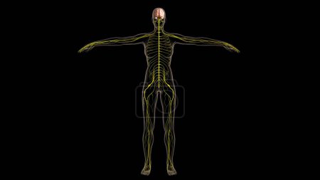 Téléchargez les photos : Anatomie du système nerveux humain pour le concept médical Illustration 3D - en image libre de droit