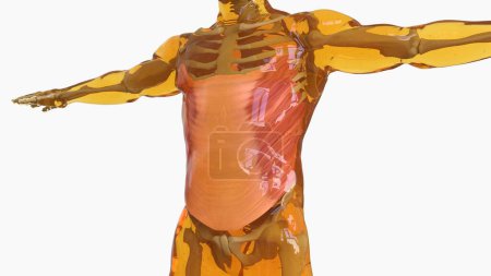 Abdominal External Oblique Muscle anatomy for medical concept 3D illustration