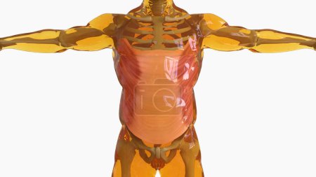 Anatomía muscular oblicua externa abdominal para concepto médico Ilustración 3D