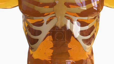 Téléchargez les photos : Diaphragme Anatomie musculaire pour concept médical Illustration 3D - en image libre de droit