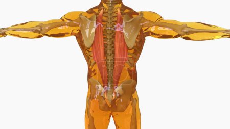 Téléchargez les photos : Ilcostal Anatomie musculaire pour concept médical Illustration 3D - en image libre de droit