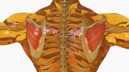 Foto de Infraspinatus Anatomía muscular para el concepto médico Ilustración 3D - Imagen libre de derechos