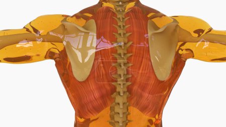 Muscle intercostal Grande anatomie pour concept médical Illustration 3D