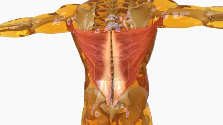 Téléchargez les photos : Latissim Anatomie musculaire pour concept médical Illustration 3D - en image libre de droit