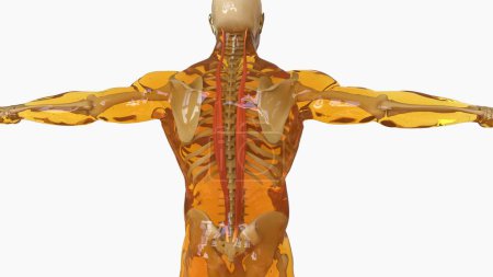 Téléchargez les photos : Longissimus Anatomie musculaire pour concept médical Illustration 3D - en image libre de droit