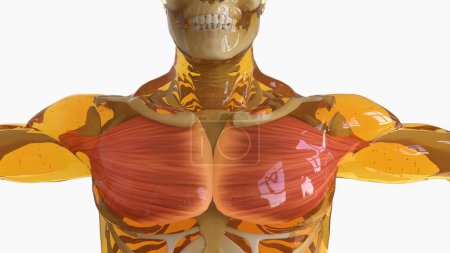 Pectoral Muscle anatomy for medical concept 3D illustration