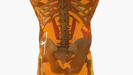 Quadratus Lumborum Muscle anatomy for medical concept 3D illustration
