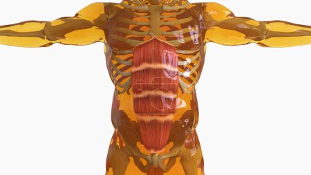 Rectus Abdominis Muskelanatomie für medizinisches Konzept 3D-Illustration