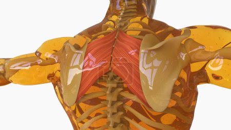 Rhomboid Major and minor Muscle anatomy for medical concept 3D illustration