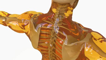 Anatomía posterior del músculo de Scalenus para la ilustración 3D del concepto médico