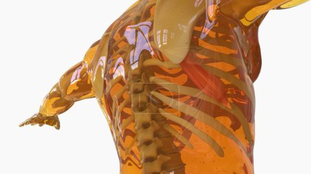 Foto de Anatomía anterior del músculo de Serratus para la ilustración 3D del concepto médico - Imagen libre de derechos