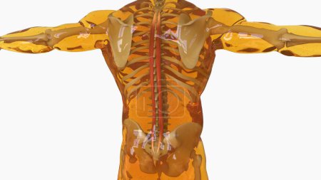 Spinalis Muscle anatomy for medical concept 3D illustration