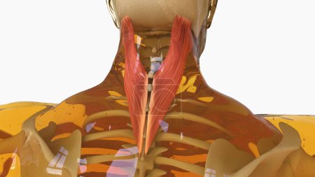 Téléchargez les photos : Splenius Capitus Anatomie musculaire pour concept médical Illustration 3D - en image libre de droit