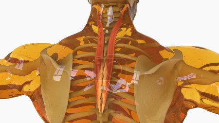 Téléchargez les photos : Splenius Cervicis Anatomie musculaire pour concept médical Illustration 3D - en image libre de droit