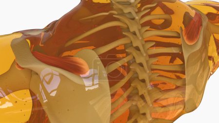 Supraspinatus Muscle anatomy for medical concept 3D illustration