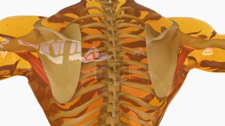 Téléchargez les photos : Teres Major Anatomie musculaire pour concept médical Illustration 3D - en image libre de droit