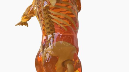 Transversus Abdominis Muscle anatomy for medical concept 3D illustration