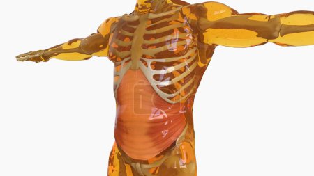 Transversus Abdominis Muscle Anatomy für medizinisches Konzept 3D Illustration