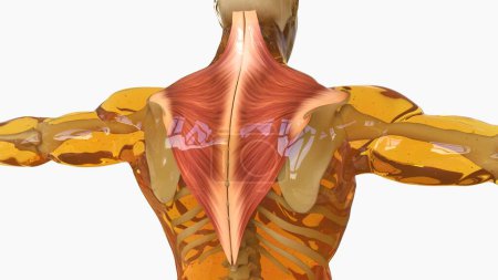 Trapezius Muscle anatomy for medical concept 3D illustration