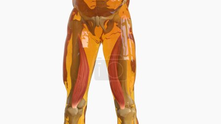 Vastus medialis Muscle Anatomy For Medical Concept 3D Illustration