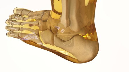 Foto de Anatomía del esqueleto humano para el concepto médico Ilustración 3D - Imagen libre de derechos