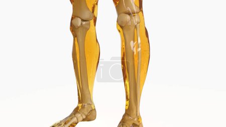 Human skeleton anatomy For Medical Concept 3d illustration