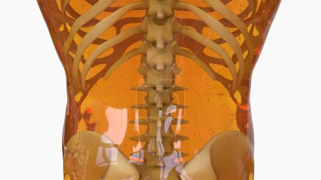 Human skeleton anatomy For Medical Concept 3d illustration