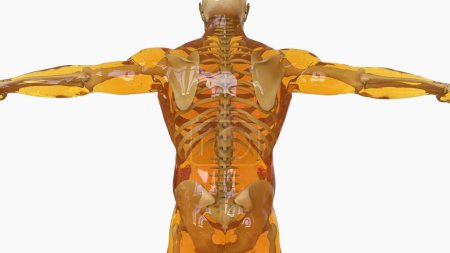 Menschliches Skelett Anatomie für medizinisches Konzept 3D Illustration