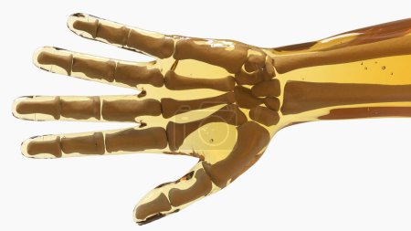 Foto de Anatomía del esqueleto humano para el concepto médico Ilustración 3D - Imagen libre de derechos