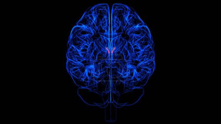 Téléchargez les photos : Anatomie interventriculaire de foramen de cerveau pour l'illustration 3D de concept médical - en image libre de droit