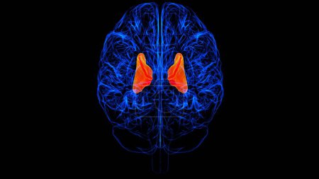 Téléchargez les photos : Anatomie interne du cerveau de capsule pour le concept médical Illustration 3D - en image libre de droit