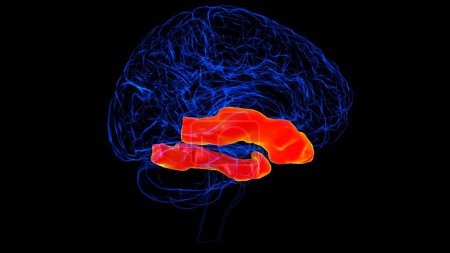Anatomía temporal inferior del giro del cerebro para la ilustración 3D del concepto médico