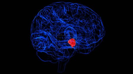 Anatomía del hipotálamo cerebral para la ilustración 3D del concepto médico