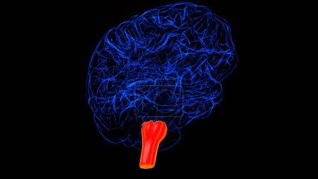 Anatomía oblongata de la médula del cerebro para la ilustración 3D del concepto médico