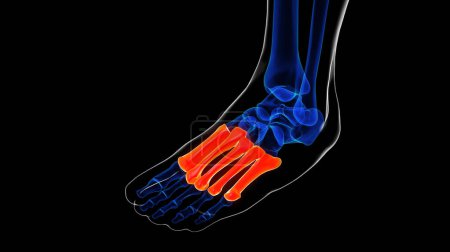 Metatarsal foot bones anatomy for medical Concept 3D illustration