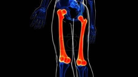 Femur bone anatomy for medical Concept 3D illustration