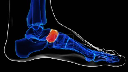 Medial view of navicular bone foot bones anatomy for medical Concept 3D illustration