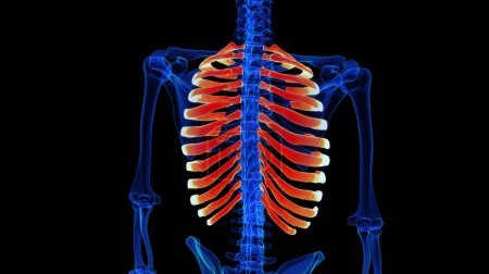 Human skeleton rib cage anatomy 3D illustration for medical concept