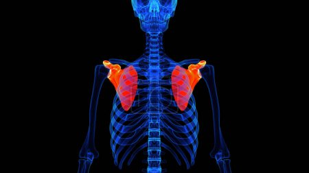 Skapula-Knochen-Anatomie für medizinisches Konzept 3D-Illustration