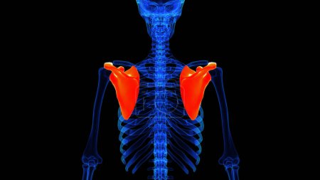 Anatomía ósea escápula para el concepto médico Ilustración 3D