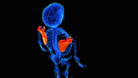 Skapula-Knochen-Anatomie für medizinisches Konzept 3D-Illustration