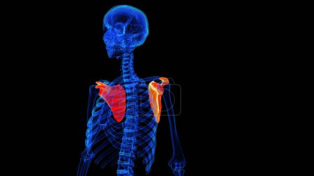 Anatomía ósea escápula para el concepto médico Ilustración 3D