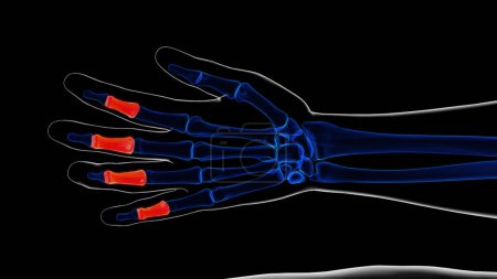 Menschliches Skelett zwischen den Phalangen Anatomie 3D Illustration