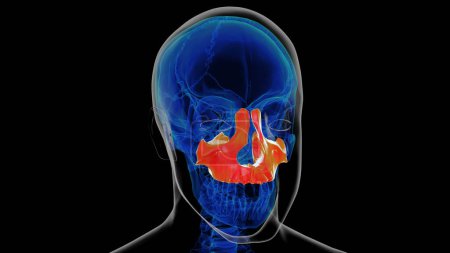 esqueleto humano cráneo maxilar hueso anatomía para el concepto médico 3D ilustración