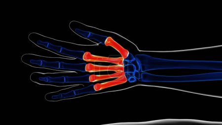 Matacarapls mano esqueleto humano anatomía ósea para el concepto médico Ilustración 3D