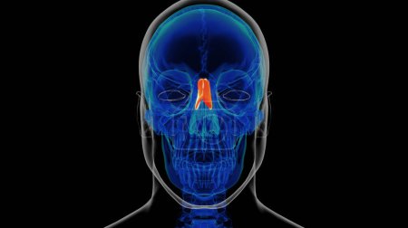 Foto de Esqueleto humano Hueso nasal Anatomía Ilustración 3D - Imagen libre de derechos