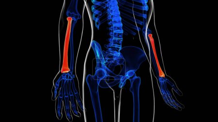 Human skeleton anatomy radius bone 3D illustration for medical concept
