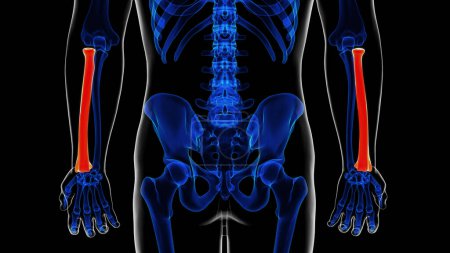 Anatomie des menschlichen Skeletts Radius bone 3D Illustration für medizinisches Konzept
