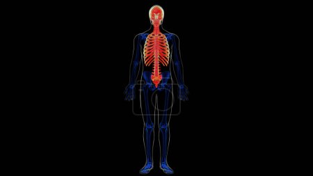 Human skeleton axial skeleton anatomy for medical concept 3D illustration