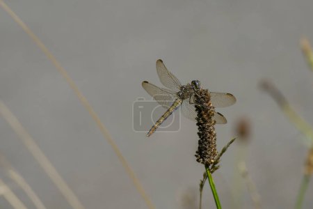 Photo for Female Keeled Skimmer (Orthetrum coerulescens) dragonfly sitting on plant in Zurich, Switzerland - Royalty Free Image